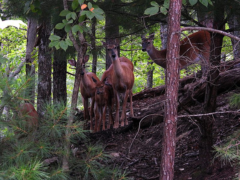 Deer Family 1.jpg